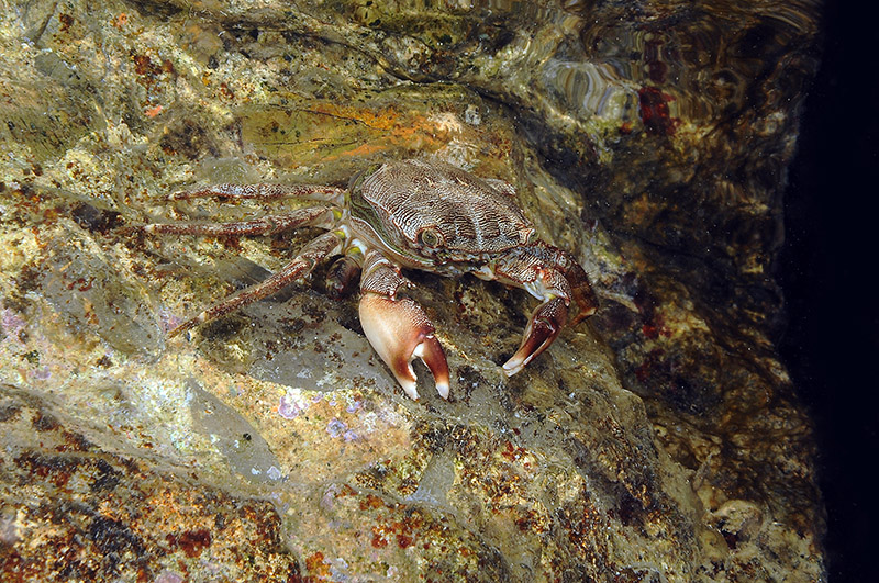 Pachygrapsus marmoratus cambia il carapace